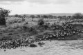 Gibb�s Farm, Karatu