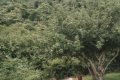 Gibb�s Farm, Karatu