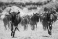 Gibb�s Farm, Karatu