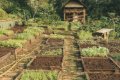 Gibb�s Farm, Karatu