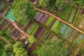 Gibb�s Farm, Karatu
