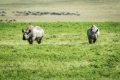 Gibb�s Farm, Karatu