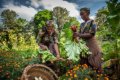 Gibb�s Farm, Karatu
