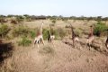 Hippo Trails Camp, Serengeti, Tanzania