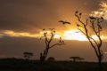 Hippo Trails Camp, Serengeti, Tanzania