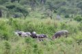 Hippo Trails Camp, Serengeti, Tanzania