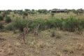Hippo Trails Camp, Serengeti, Tanzania