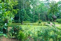 Kibale Forest Kemp, Kibale, Uganda