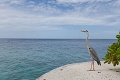 Lily Beach Resort & Spa, South Ari Atoll, Maldivy