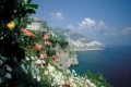 Kvety a citr�novn�k v popred� s v�h�adom na �tesy, more a z�stavbu Amalfi