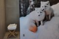 Camana Noa Izby & Suity, Livigno
