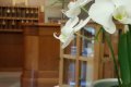 Biele kvety orchidey pred drevenou recepciou s priehradkami na k���e